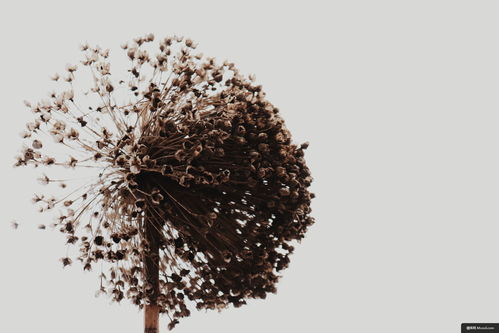 植物王國(guó)中的美食與環(huán)保之旅